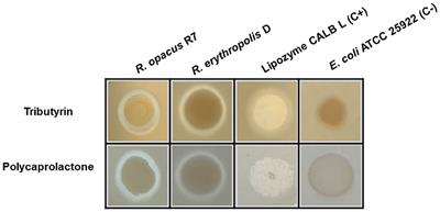 Insights into the biodegradation of polycaprolactone through genomic analysis of two plastic-degrading Rhodococcus bacteria